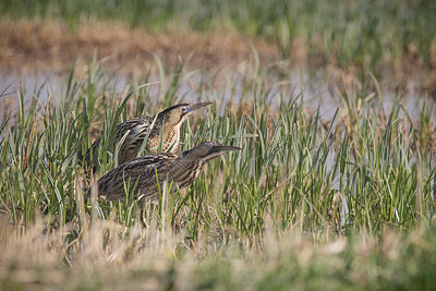 BUITEN BEELD Foto: 420759