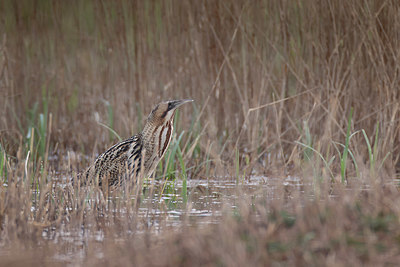 BUITEN BEELD Foto: 420761