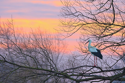 BUITEN BEELD Foto: 420763