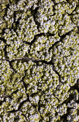 BUITEN BEELD Foto: 420779