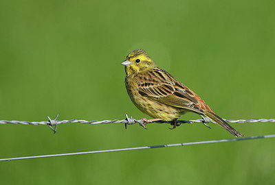 BUITEN BEELD Foto: 420785