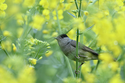 BUITEN BEELD Foto: 420791