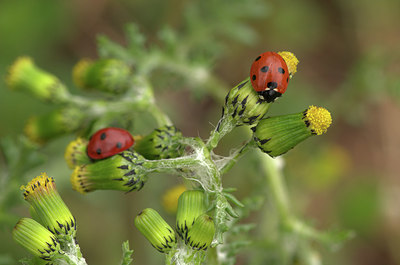 BUITEN BEELD Foto: 420849