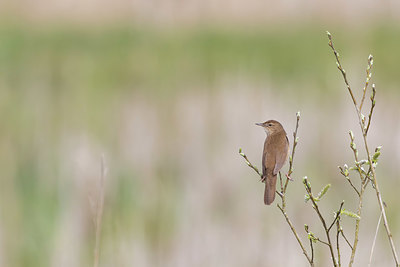 BUITEN BEELD Foto: 420864