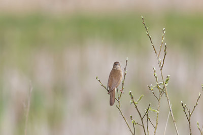 BUITEN BEELD Foto: 420865