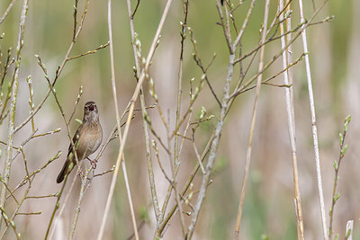 BUITEN BEELD Foto: 420867