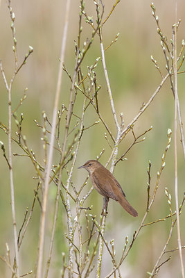 BUITEN BEELD Foto: 420868