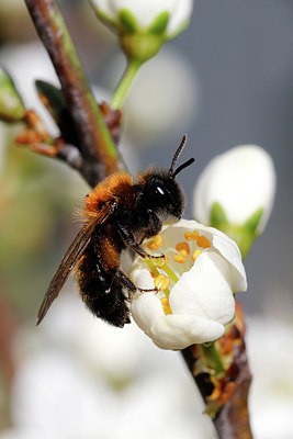 BUITEN BEELD Foto: 420885