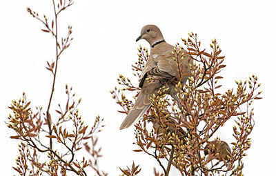 BUITEN BEELD Foto: 420892