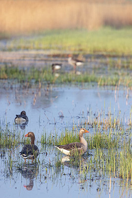 BUITEN BEELD Foto: 420907