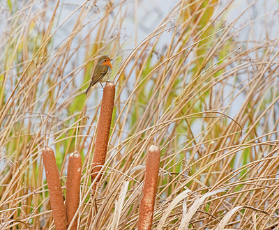 BUITEN BEELD Foto: 420927