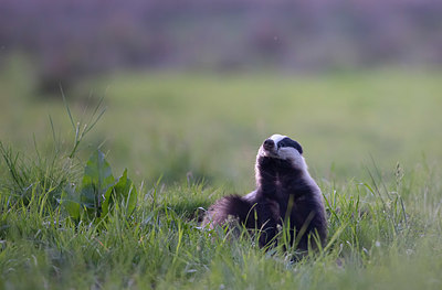 BUITEN BEELD Foto: 420937