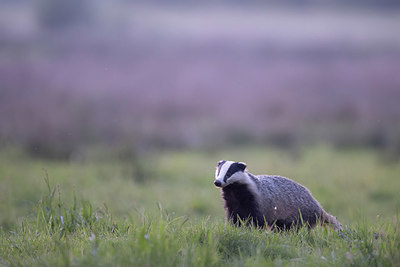 BUITEN BEELD Foto: 420939