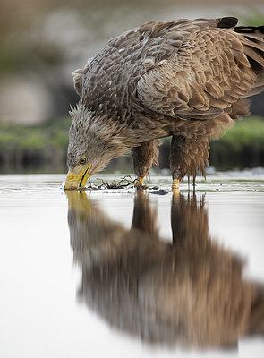 BUITEN BEELD Foto: 420941