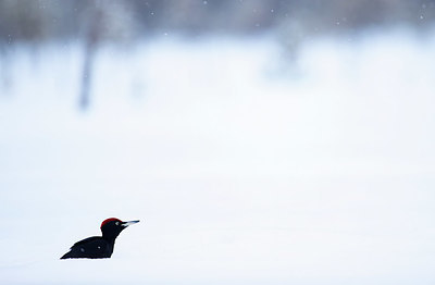 BUITEN BEELD Foto: 420947