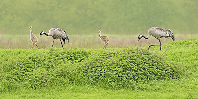 BUITEN BEELD Foto: 420951