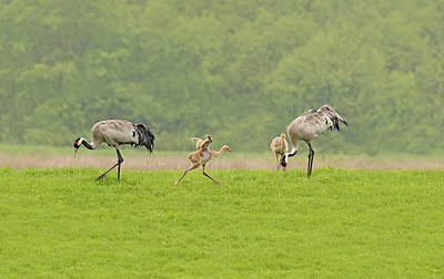 BUITEN BEELD Foto: 420970