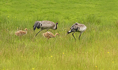 BUITEN BEELD Foto: 420971