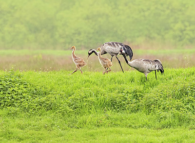 BUITEN BEELD Foto: 420972