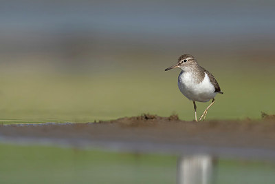 BUITEN BEELD Foto: 420976