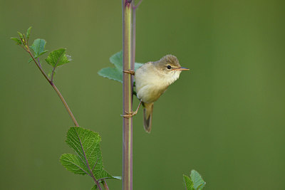 BUITEN BEELD Foto: 420989