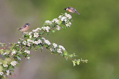 BUITEN BEELD Foto: 421026