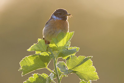 BUITEN BEELD Foto: 421027