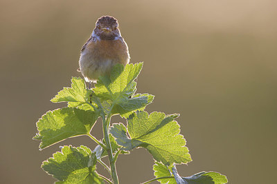 BUITEN BEELD Foto: 421028