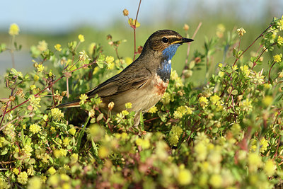 BUITEN BEELD Foto: 421041