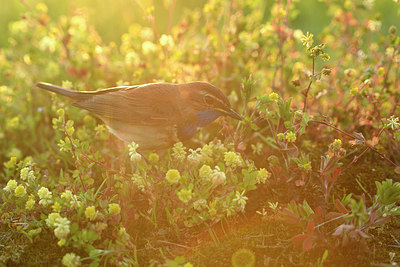 BUITEN BEELD Foto: 421045