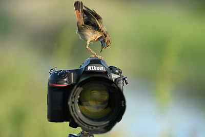 BUITEN BEELD Foto: 421050