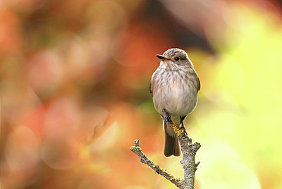 BUITEN BEELD Foto: 421070