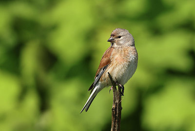 BUITEN BEELD Foto: 421074