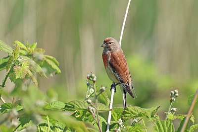 BUITEN BEELD Foto: 421076