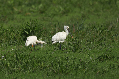 BUITEN BEELD Foto: 421077