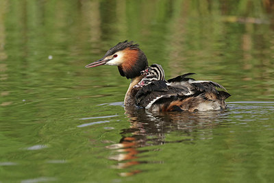 BUITEN BEELD Foto: 421083