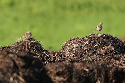 BUITEN BEELD Foto: 421099