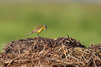 BUITEN BEELD Foto: 421100