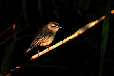 BUITEN BEELD Foto: 421101