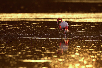 BUITEN BEELD Foto: 421124