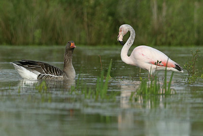 BUITEN BEELD Foto: 421129