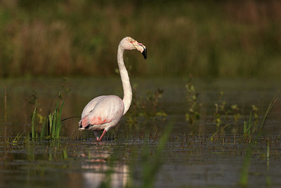 BUITEN BEELD Foto: 421130