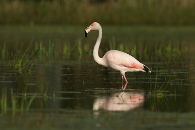 BUITEN BEELD Foto: 421131