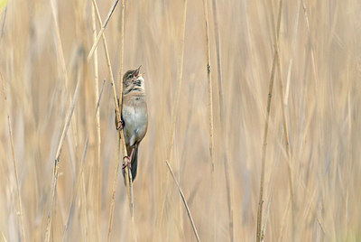 BUITEN BEELD Foto: 421132