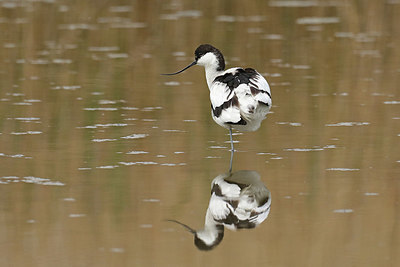 BUITEN BEELD Foto: 421133