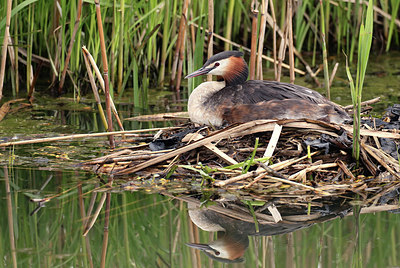 BUITEN BEELD Foto: 421135