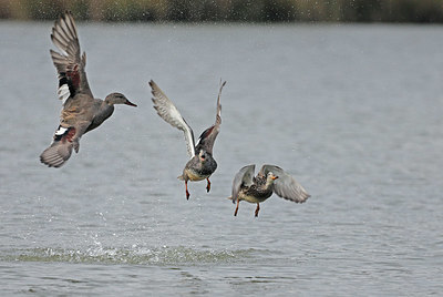 BUITEN BEELD Foto: 421139