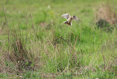 BUITEN BEELD Foto: 421141