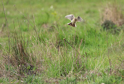 BUITEN BEELD Foto: 421141