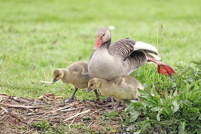 BUITEN BEELD Foto: 421142